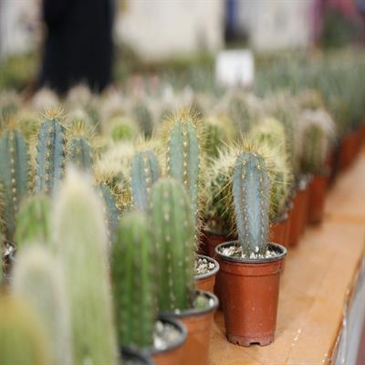 نمایشگاه گل و گیاه 10