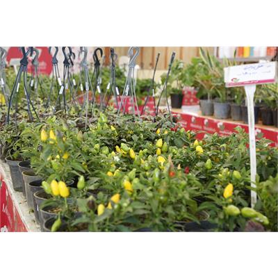 نمایشگاه گل و گیاه 2