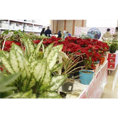 نمایشگاه گل و گیاه 1