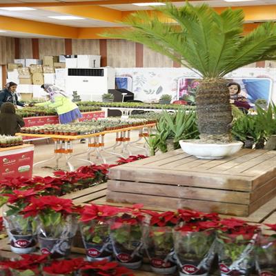 نمایشگاه گل و گیاه 9
